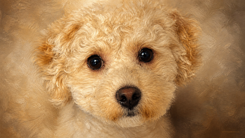 Signature Portrait Pet Canvas